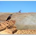 千疊敷岸岩上的藍磯鶇