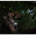 春夏之際~ 台北植物園 - 古椎的黑冠麻鷺寶寶