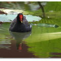 春夏之際~ 台北植物園 - 紅冠水雞
