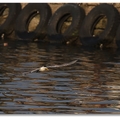 大溪漁港 - 鳳頭燕鷗
