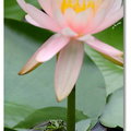 春夏之際~ 台北植物園 - 蛙ㄟ大花傘