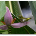 春夏之際~ 台北植物園 - 紫夢幻蕉&小綠綠