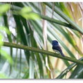 春夏之際~ 台北植物園 - 黑枕藍鶲愛唱歌