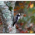 2012 福壽山の深秋~ 小啄木鳥 