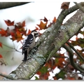 2012 福壽山の深秋~ 小啄木鳥 