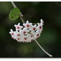 春夏之際~ 台北植物園 - 毬蘭
