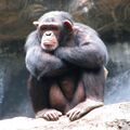 黑猩猩(摘自維基百科檔案照片)