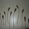 單瓣黃罌粟種子