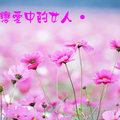 pinkflower500