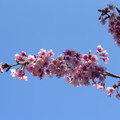 阿里山的櫻花美景