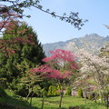阿里山的櫻花美景