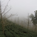 迷霧中的銀杏森林
