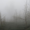 迷霧中的銀杏森林