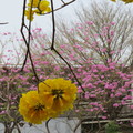 粉紅與黃花風鈴木