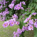 大花紫薇