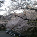 日本東北的櫻花