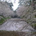 日本東北的櫻花