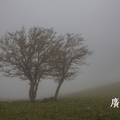 437.雲霧中的中華福壽山 - 26