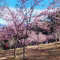 櫻花公園、頭前山和東龜山
