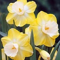 Long Cup Daffodils