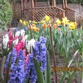 由內向外拍攝紫色、嫣紅、白色花朵成串的風信子