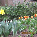 其他高、矮、顏色不同含苞待放的鬱金香，要到四月底、五月初開花