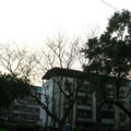 土城大暖路春賞2012