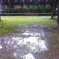 濕地在新公園近台大捷運站