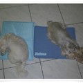 Fule sleeps on the cool mat