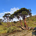 合歡山北西北峰