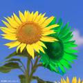 原來太陽花有2種顏色