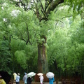 龜峰銀杏樹