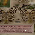 木棉花 + 蝴蝶