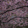 Kawazu Sakura2