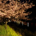 night time kawazu sakura beside the lake