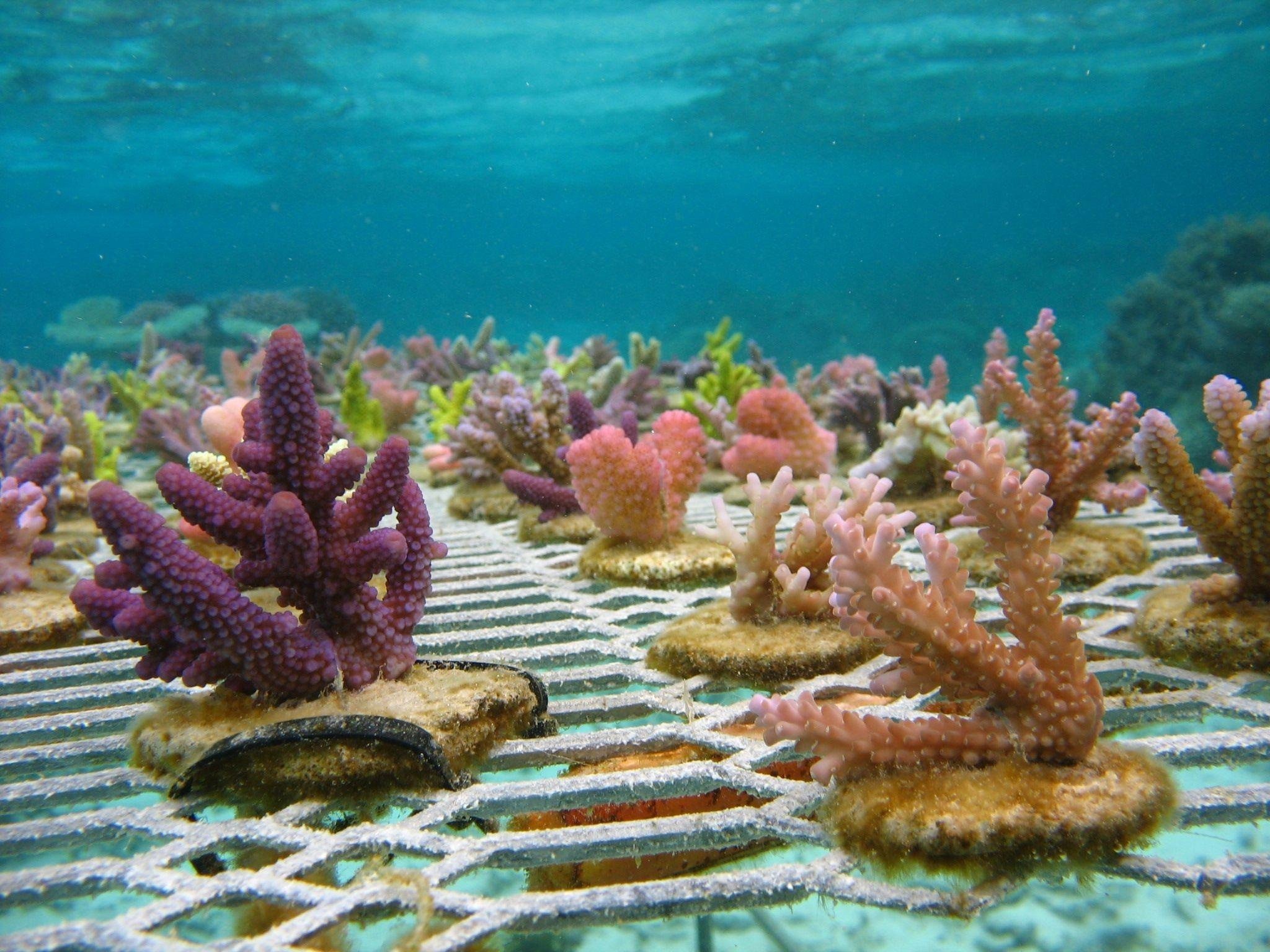 Approaches to Coral Reef Conservation Coral reef conservation and restorati...