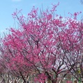 台中市太平區麗園公園櫻花盛開