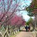 台中市太平區麗園公園櫻花盛開及賞花人