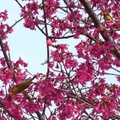 台中市太平區麗園公園盛開的櫻花及花間戲鳥「綠繡眼」