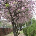 成大春天盛開的羊蹄甲花（網路圖片）