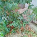 貓咪骨灰葬在桂花樹下/ 自在主人攝影（20210418）