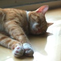 貓咪在我書桌上睡覺/ 自在主人攝影（2012年6月24日）
