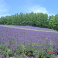 北海道之旅