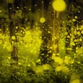 20210421 Fireflies in a forest in Okayama prefecture, Japan