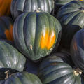 Acorn Squash