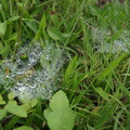 小草上-蜘蛛網的露珠