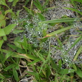 小草上-蜘蛛網的露珠