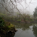 溪頭的大學池--溪霧之美