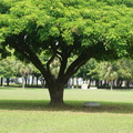 攝影-大林茄苳樹.
