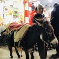 Donkey in Fes
(We tip the owner for the shoot)